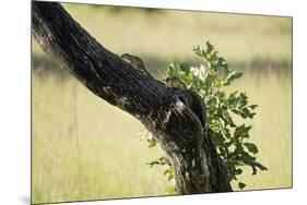 Tree Squirrel (Paraxerus Cepapi), South Luangwa National Park, Zambia, Africa-Janette Hill-Mounted Photographic Print