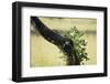 Tree Squirrel (Paraxerus Cepapi), South Luangwa National Park, Zambia, Africa-Janette Hill-Framed Photographic Print