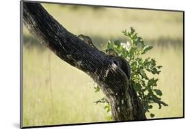 Tree Squirrel (Paraxerus Cepapi), South Luangwa National Park, Zambia, Africa-Janette Hill-Mounted Photographic Print