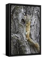 Tree Squirrel (Smith's Bush Squirrel) (Yellow-Footed Squirrel) (Paraxerus Cepapi)-James Hager-Framed Stretched Canvas