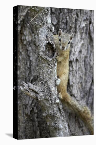Tree Squirrel (Smith's Bush Squirrel) (Yellow-Footed Squirrel) (Paraxerus Cepapi)-James Hager-Stretched Canvas