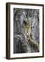 Tree Squirrel (Smith's Bush Squirrel) (Yellow-Footed Squirrel) (Paraxerus Cepapi)-James Hager-Framed Photographic Print