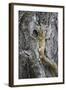 Tree Squirrel (Smith's Bush Squirrel) (Yellow-Footed Squirrel) (Paraxerus Cepapi)-James Hager-Framed Photographic Print