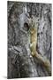 Tree Squirrel (Smith's Bush Squirrel) (Yellow-Footed Squirrel) (Paraxerus Cepapi)-James Hager-Mounted Photographic Print