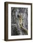 Tree Squirrel (Smith's Bush Squirrel) (Yellow-Footed Squirrel) (Paraxerus Cepapi)-James Hager-Framed Photographic Print