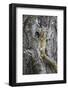 Tree Squirrel (Smith's Bush Squirrel) (Yellow-Footed Squirrel) (Paraxerus Cepapi)-James Hager-Framed Photographic Print