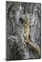 Tree Squirrel (Smith's Bush Squirrel) (Yellow-Footed Squirrel) (Paraxerus Cepapi)-James Hager-Mounted Photographic Print