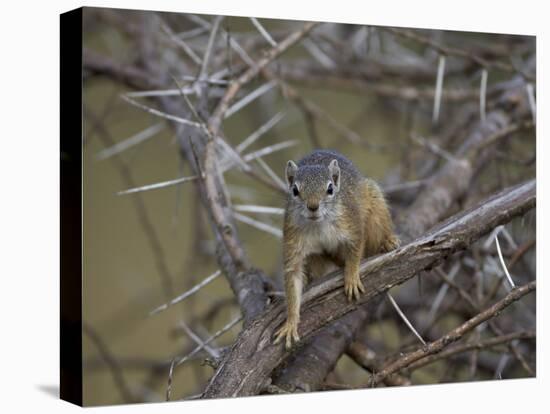 Tree Squirrel (Smiths Bush Squirrel) (Yellow-Footed Squirrel) (Paraxerus Cepapi)-James Hager-Stretched Canvas