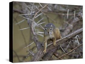 Tree Squirrel (Smiths Bush Squirrel) (Yellow-Footed Squirrel) (Paraxerus Cepapi)-James Hager-Stretched Canvas