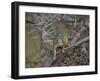 Tree Squirrel (Smiths Bush Squirrel) (Yellow-Footed Squirrel) (Paraxerus Cepapi)-James Hager-Framed Photographic Print