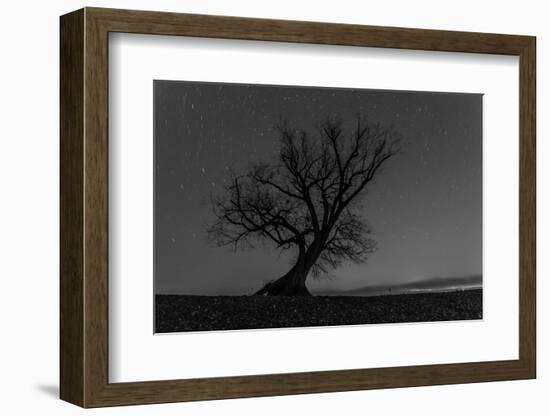 Tree, Star Tracks-Jurgen Ulmer-Framed Photographic Print
