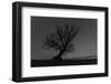 Tree, Star Tracks-Jurgen Ulmer-Framed Photographic Print