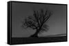 Tree, Star Tracks-Jurgen Ulmer-Framed Stretched Canvas