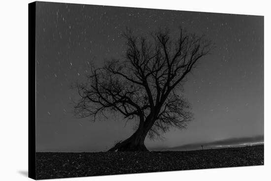 Tree, Star Tracks-Jurgen Ulmer-Stretched Canvas