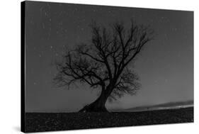 Tree, Star Tracks-Jurgen Ulmer-Stretched Canvas