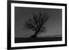 Tree, Star Tracks-Jurgen Ulmer-Framed Photographic Print