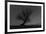 Tree, Star Tracks-Jurgen Ulmer-Framed Photographic Print