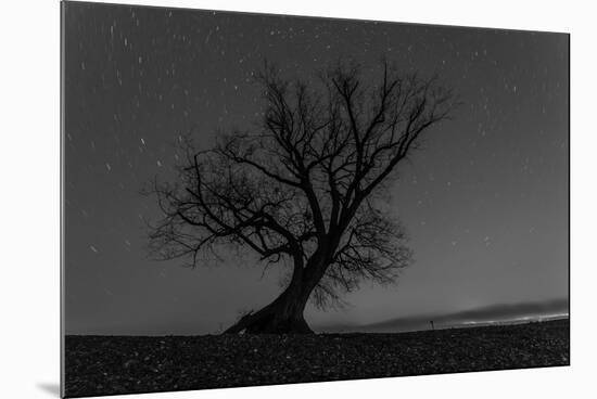 Tree, Star Tracks-Jurgen Ulmer-Mounted Photographic Print