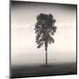 Tree, Study #1-Andrew Ren-Mounted Art Print