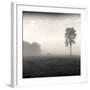 Tree, Study #2-Andrew Ren-Framed Art Print