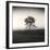 Tree, Study #3-Andrew Ren-Framed Art Print