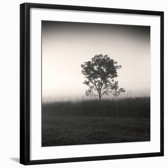 Tree, Study #3-Andrew Ren-Framed Art Print