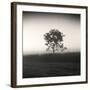 Tree, Study #3-Andrew Ren-Framed Art Print