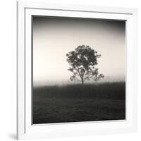 Tree, Study #3-Andrew Ren-Framed Art Print