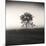 Tree, Study #3-Andrew Ren-Mounted Art Print