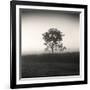 Tree, Study #3-Andrew Ren-Framed Art Print