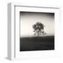 Tree, Study #3-Andrew Ren-Framed Art Print