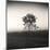 Tree, Study #3-Andrew Ren-Mounted Art Print