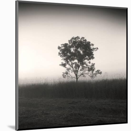 Tree, Study #3-Andrew Ren-Mounted Art Print