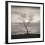 Tree, Study #5-Andrew Ren-Framed Art Print