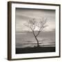 Tree, Study #5-Andrew Ren-Framed Art Print