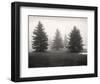 Tree, Study #6-Andrew Ren-Framed Art Print