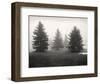 Tree, Study #6-Andrew Ren-Framed Art Print