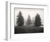 Tree, Study #6-Andrew Ren-Framed Art Print