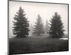 Tree, Study #6-Andrew Ren-Mounted Art Print