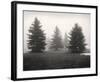 Tree, Study #6-Andrew Ren-Framed Art Print