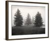 Tree, Study #6-Andrew Ren-Framed Art Print