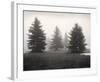 Tree, Study #6-Andrew Ren-Framed Art Print