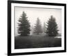 Tree, Study #6-Andrew Ren-Framed Art Print