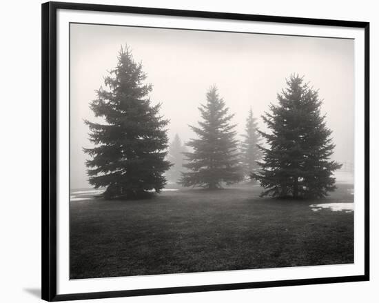 Tree, Study #6-Andrew Ren-Framed Art Print