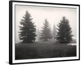 Tree, Study #6-Andrew Ren-Framed Art Print