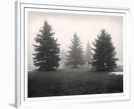 Tree, Study #6-Andrew Ren-Framed Art Print