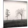 Tree, Study #8-Andrew Ren-Mounted Art Print