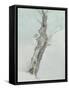 Tree Study, C.1800-05-Robert Hills-Framed Stretched Canvas