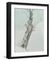 Tree Study, C.1800-05-Robert Hills-Framed Giclee Print