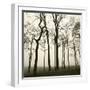 Tree Study I-Michael Kahn-Framed Giclee Print